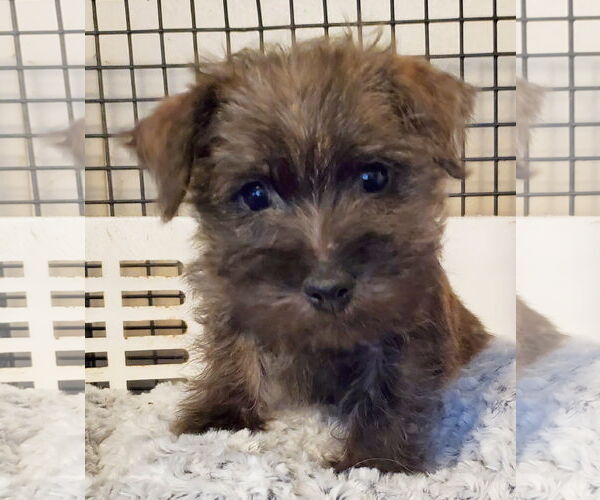 Medium Photo #3 Cairn Terrier Puppy For Sale in Mountain View, MO, USA