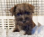 Small #2 Cairn Terrier