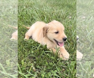 Golden Retriever Puppy for sale in CUB RUN, KY, USA