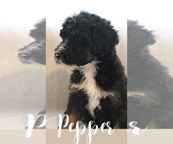Medium Photo #1 Bernedoodle Puppy For Sale in INDIANAPOLIS, IN, USA
