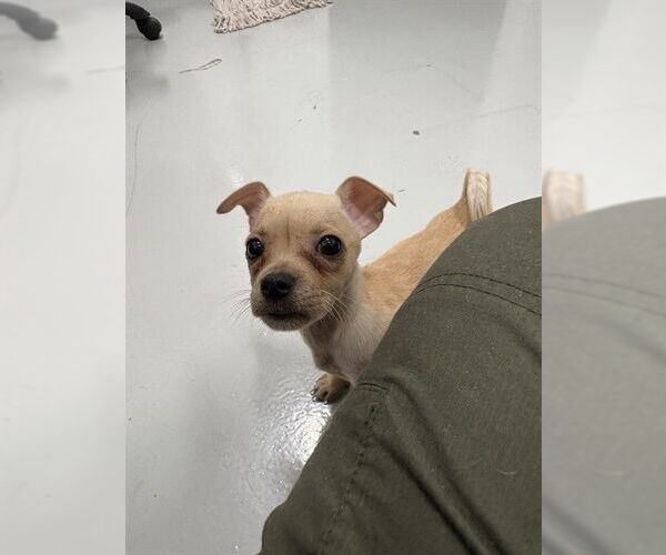 Medium Photo #1 Chiweenie Puppy For Sale in Temple, TX, USA