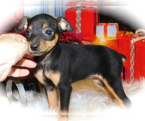 Chipin Puppy for sale in HAMMOND, IN, USA
