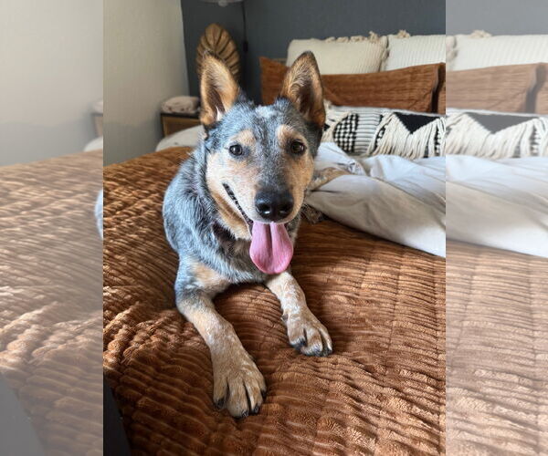 Medium Photo #4 Mutt Puppy For Sale in Garden City, NY, USA