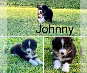 Australian Shepherd Puppy for sale in BOLTON, NC, USA
