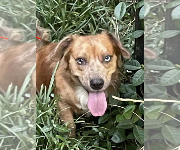 Medium Photo #1 Mutt Puppy For Sale in Farmerville, LA, USA