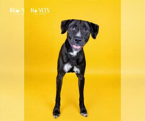 Medium Photo #1 Labrador Retriever-Unknown Mix Puppy For Sale in West Valley, UT, USA