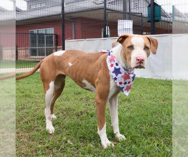 Medium Photo #2 American Staffordshire Terrier-Unknown Mix Puppy For Sale in San Antonio, TX, USA