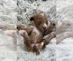 Puppy 3 Golden Cavadoodle