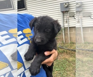 Golden Shepherd Puppy for sale in PAULLINA, IA, USA