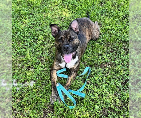 Medium Photo #1 Staffordshire Bull Terrier Puppy For Sale in Naples, FL, USA
