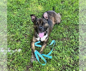 Staffordshire Bull Terrier Dogs for adoption in Naples, FL, USA