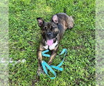 MABEL - Female Staffordshire Bull Terrier Dog for Adoption - Small photo