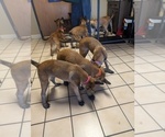Litter of 6 - Male(s) and Female(s) Belgian MalinoisLitter of Puppies for Sale - Photo #21