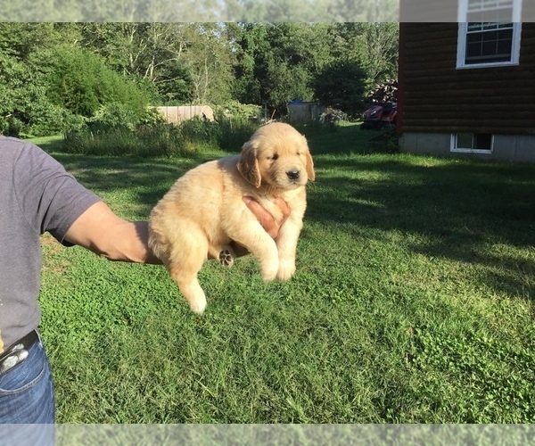 Medium Photo #2 Golden Retriever Puppy For Sale in MATTAPOISETT, MA, USA