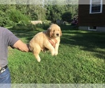 Small Photo #2 Golden Retriever Puppy For Sale in MATTAPOISETT, MA, USA