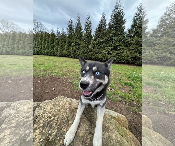 Medium Photo #2 Border Collie-Siberian Husky Mix Puppy For Sale in Cumming, GA, USA