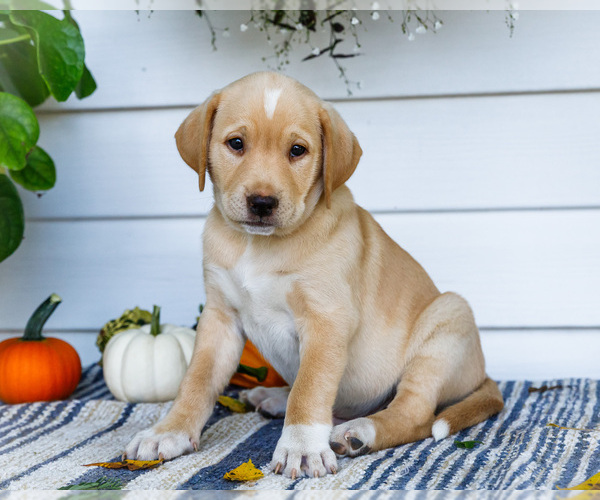Medium Photo #1 Golden Retriever-Jack Russell Terrier Mix Puppy For Sale in WAKARUSA, IN, USA