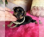 Small #2 Chihuahua