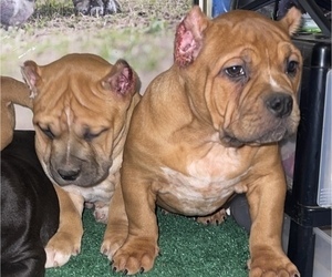 American Bully Puppy for sale in BAKERSFIELD, CA, USA