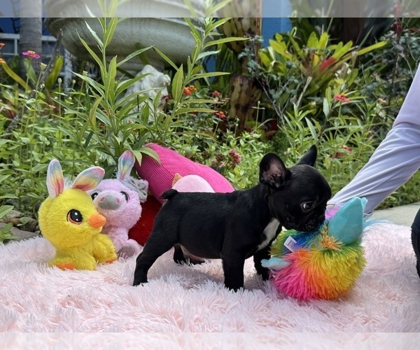 Medium Photo #32 French Bulldog Puppy For Sale in LEHIGH ACRES, FL, USA