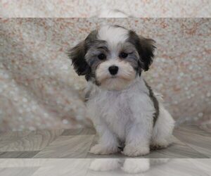 Maltipoo Puppy for sale in MARIETTA, GA, USA