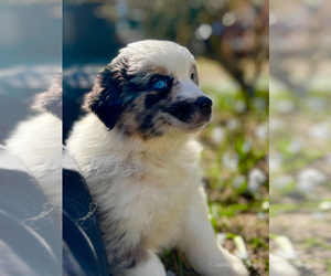 Australian Shepherd Puppy for sale in AKRON, OH, USA