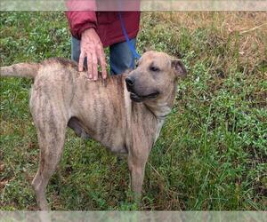 American Pit Bull Terrier-Unknown Mix Dogs for adoption in Conroe, TX, USA