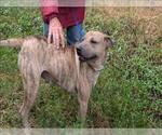 Small American Pit Bull Terrier Mix