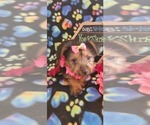 Small Photo #199 Yorkshire Terrier Puppy For Sale in AKRON, OH, USA