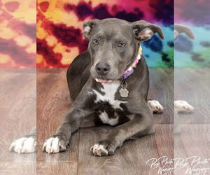 Mutt Dogs for adoption in Coralville, IA, USA