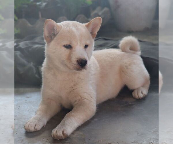 Medium Photo #4 Shiba Inu Puppy For Sale in CHARLES CITY, IA, USA
