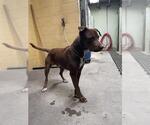 Small American Pit Bull Terrier-Labrador Retriever Mix