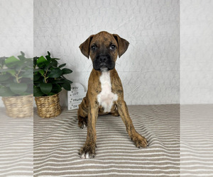 Boxer Puppy for sale in GREENFIELD, IN, USA