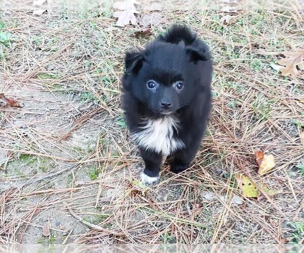 Medium Photo #10 Pomeranian Puppy For Sale in DINWIDDIE, VA, USA