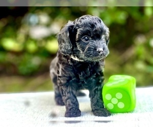 Cavapoo Puppy for Sale in GRESHAM, Oregon USA
