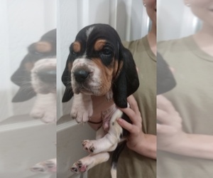 Basset Hound Puppy for Sale in JEFFERSON CITY, Missouri USA