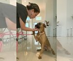 Small Photo #3 Shepradors Puppy For Sale in Miami, FL, USA