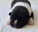 Small #2 Akita