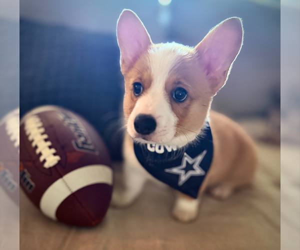 Medium Photo #6 Pembroke Welsh Corgi Puppy For Sale in ROCKWALL, TX, USA