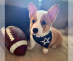 Small #5 Pembroke Welsh Corgi