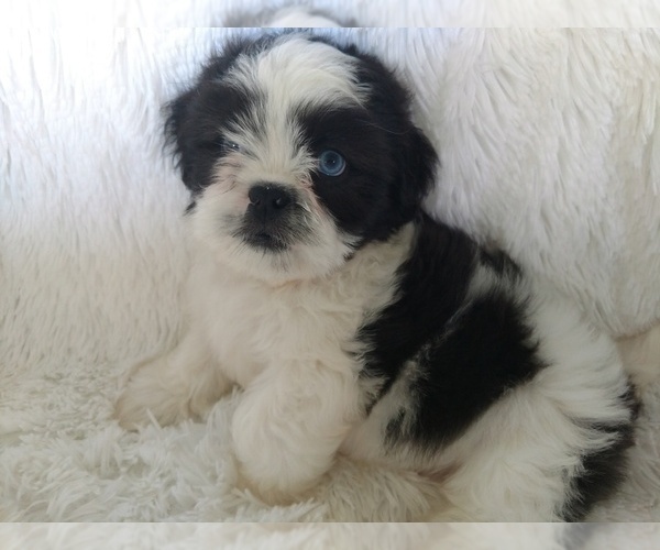 Medium Photo #3 Shih Tzu Puppy For Sale in DOUGLAS, GA, USA