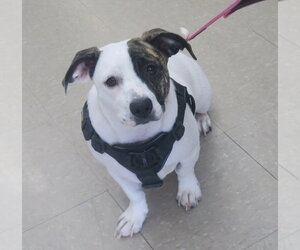 Snoopy-Low Rider - Female Pekingese-Unknown Mix Dog for Adoption - Photo #4