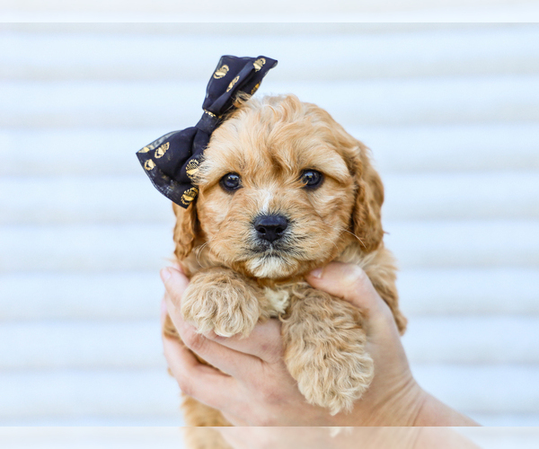 Medium Photo #3 Cavapoo (Miniature) Puppy For Sale in LIBERTY, KY, USA
