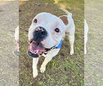 Small #4 Bull-Boxer