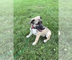 Puppy 2 Akita-Black Mouth Cur Mix