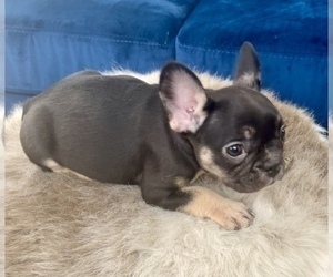 French Bulldog Puppy for sale in PORTOLA VALLEY, CA, USA