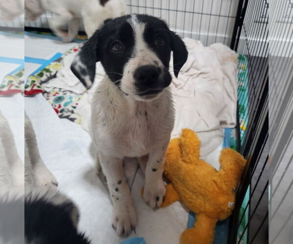 Medium Photo #8 Pointer-Unknown Mix Puppy For Sale in Fargo, ND, USA