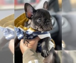 Small Photo #17 French Bulldog Puppy For Sale in SAN LEANDRO, CA, USA