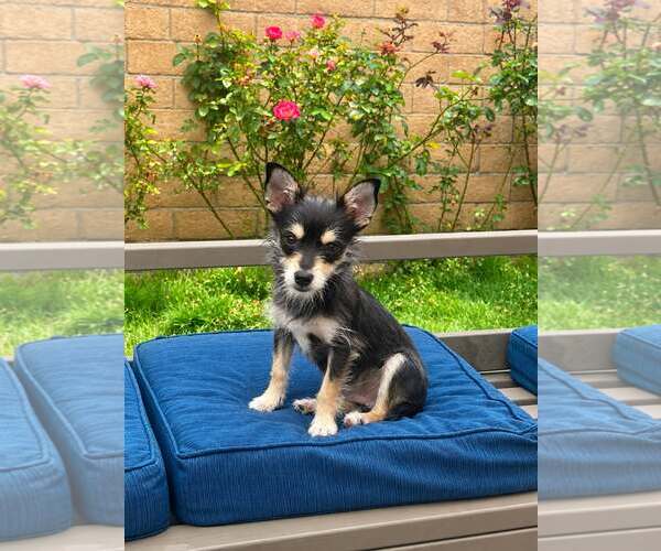 Medium Photo #2 Chihuahua-Unknown Mix Puppy For Sale in Corona, CA, USA