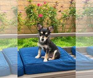 Blackberry - Male Chihuahua-Unknown Mix Dog for Adoption - Photo #2